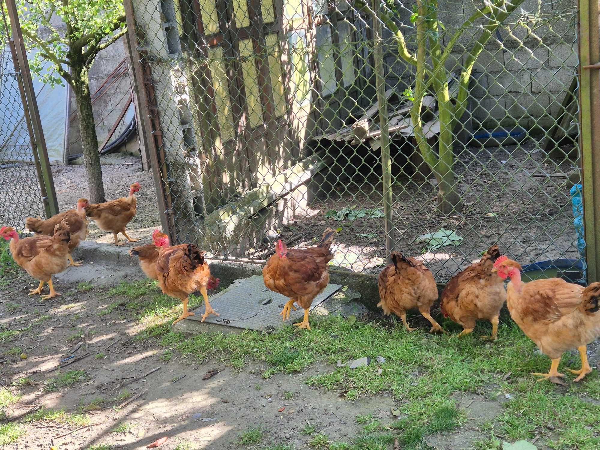 Frangos caseiros