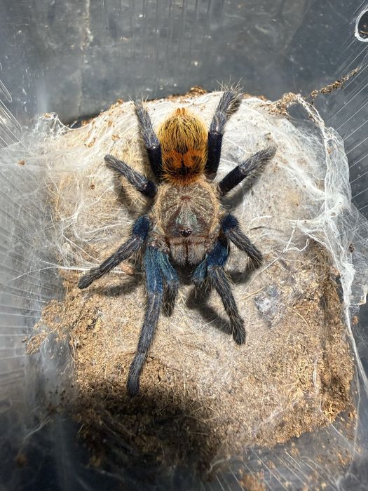 Chromatopelma cyaneopubescens samica 2,5dc