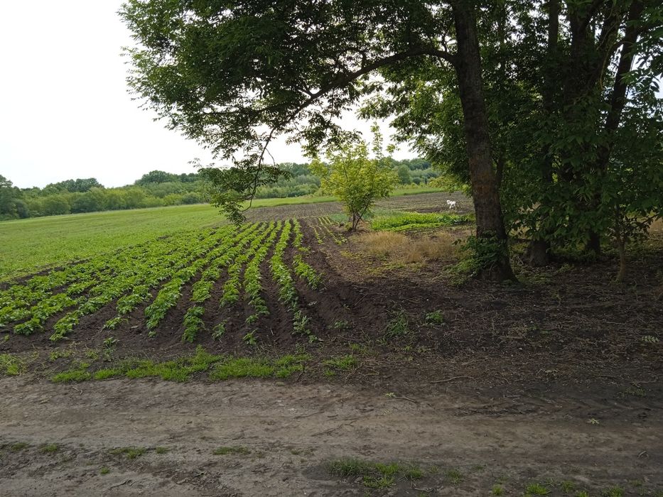 Земельна ділянка