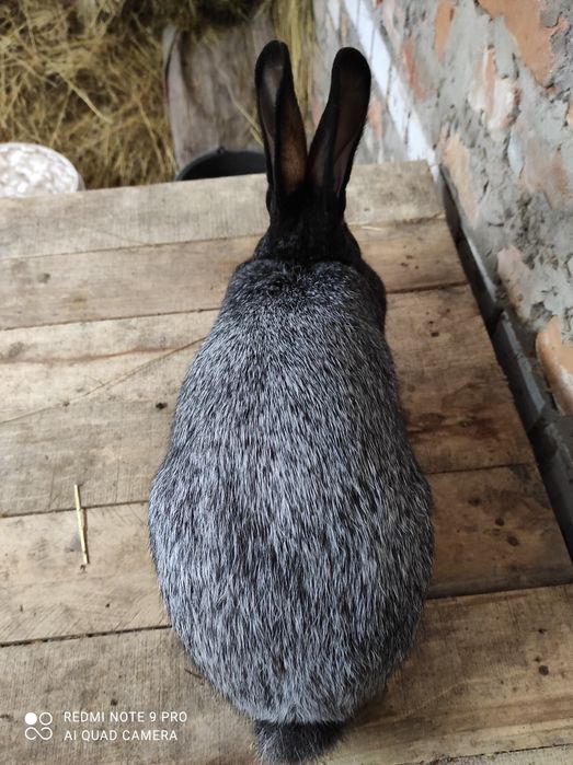 Кролі Кролики полтавське срібло