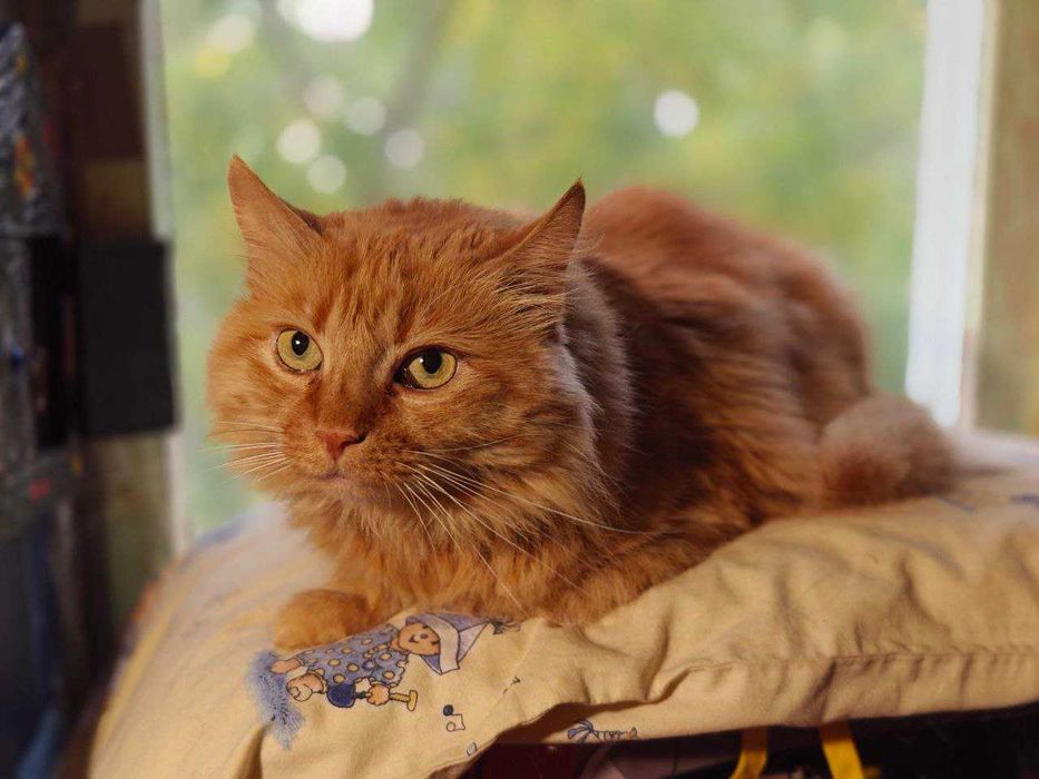 Кішка шукає дім 1 рік