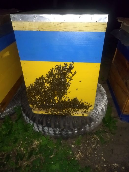 Продам  бджоло-пакети 2026