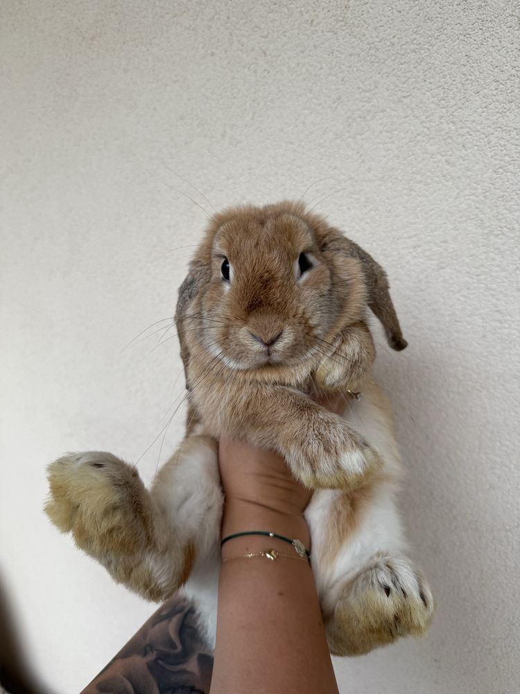Samiczka Mini Lop