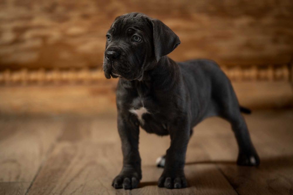 ZKWP/FCI Cane Corso