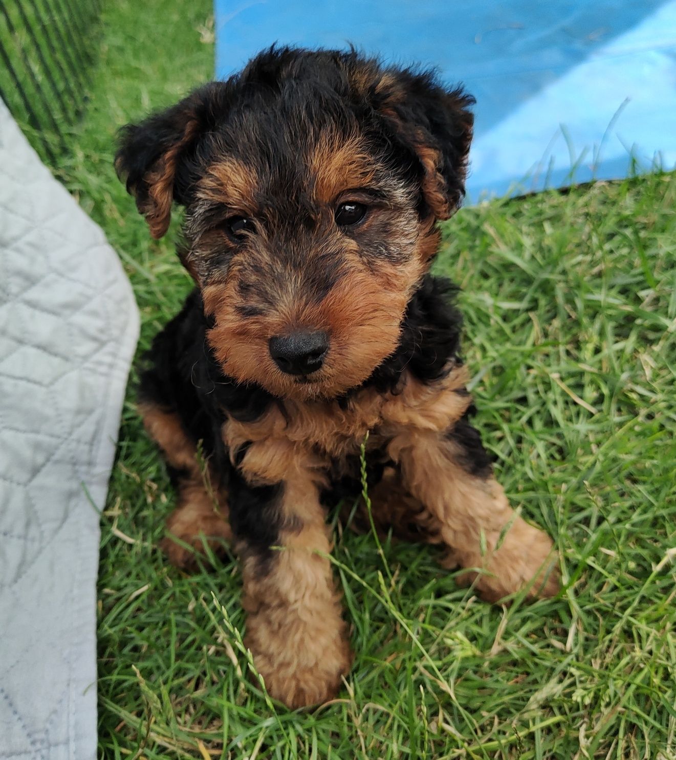 FCI Szczeniak Terier Walijski ZkwP Welsh terrier