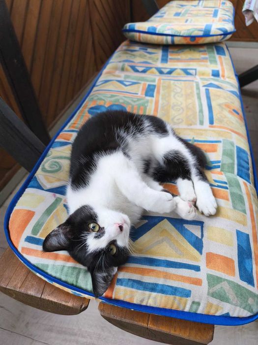 Koteczka szuka domku