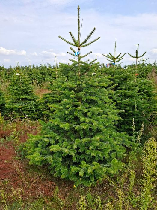 Jodła Kaukaska Cięta 175 - 250 cm/ w donicy 150 - 180 cm- TuChoinki.pl