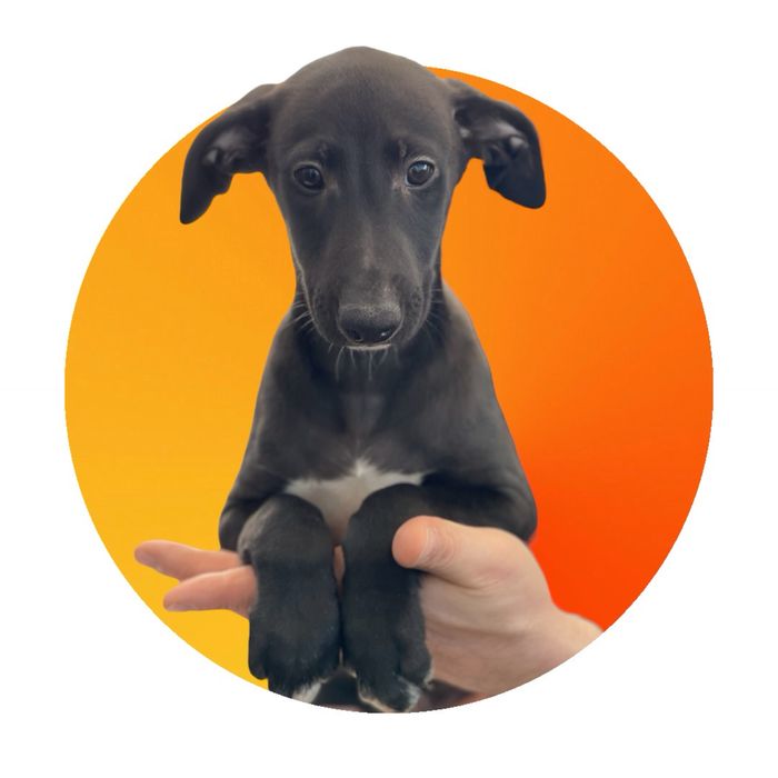 Whippet chart angielski ZKwP ekstra black color Revirado FCI