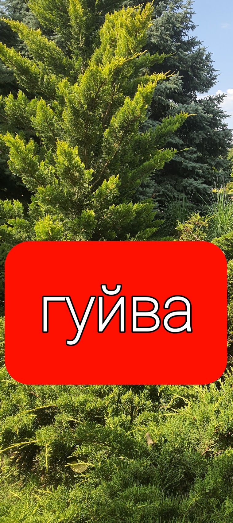 Продажа земли Гуйва