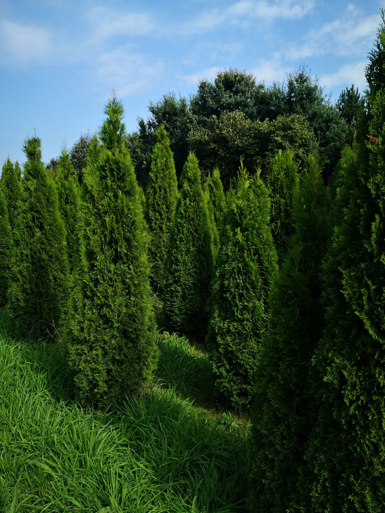 Thuja Szmaragd smaragd Żywotnik Zachodni 180, 200, 220, 240cm