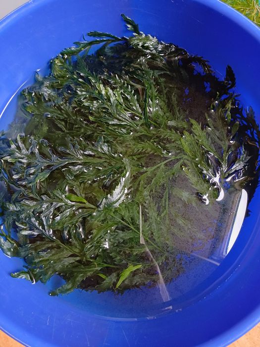 Rośliny z przycinki