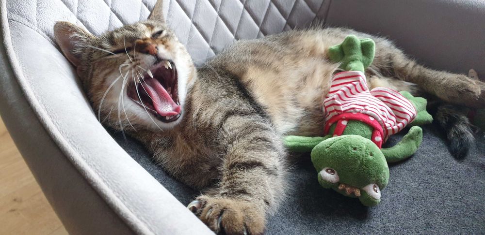 Koko szuka kochającego domku! Stowarzyszenie Częstochowa DLA ZWIERZĄT