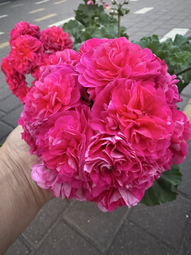 Пеларгония ЮГ Вино Любви