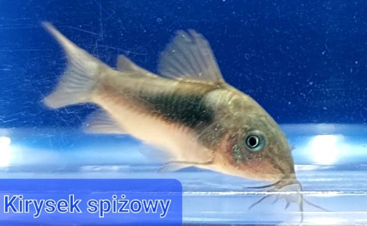 Kiryski pstre, spiżowe Wysyłam