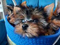 Piesek York  Terrier
