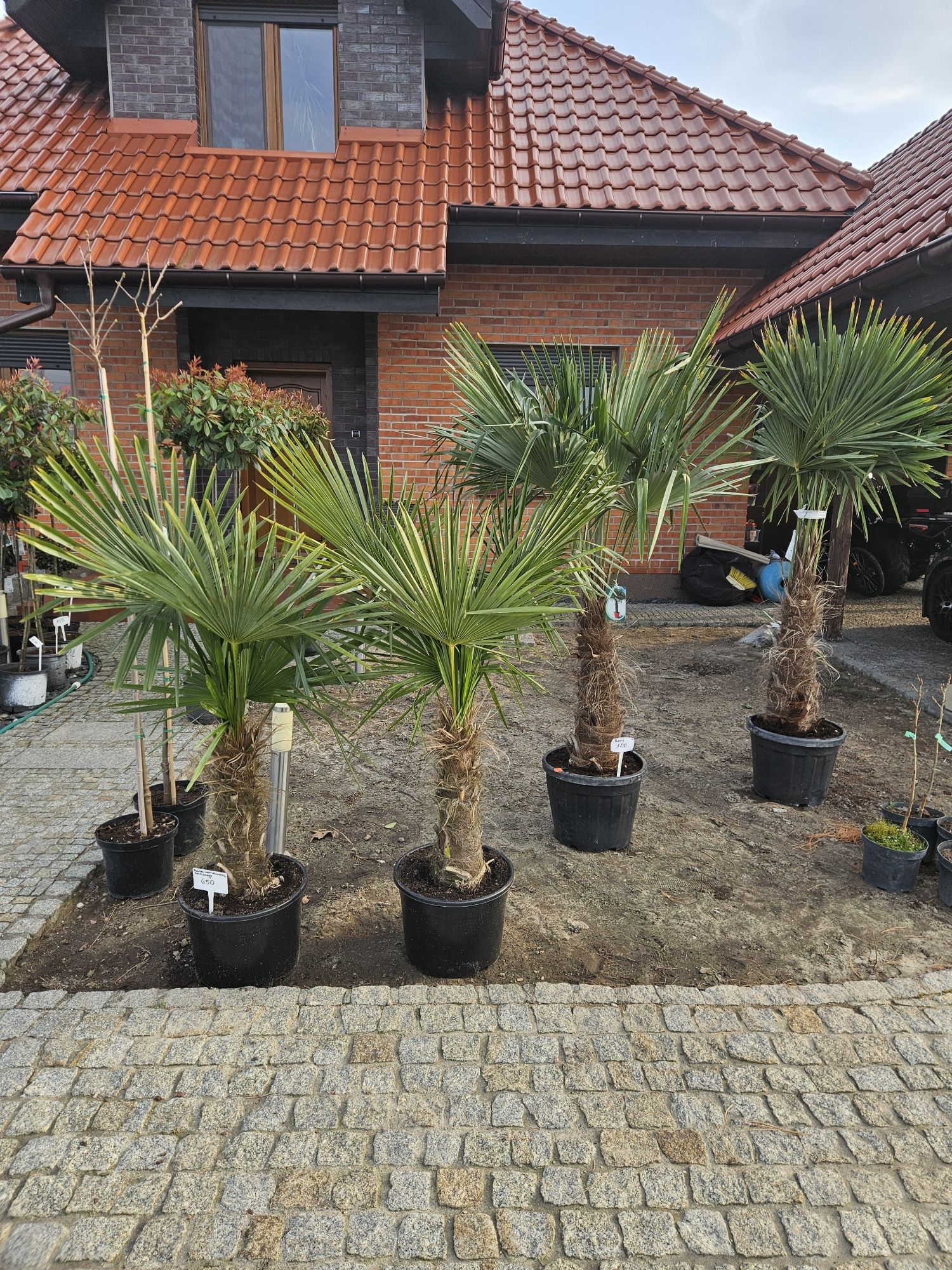 Sosna czarna.Bonsai.Tuje szmaragd.Klon.Katalpa