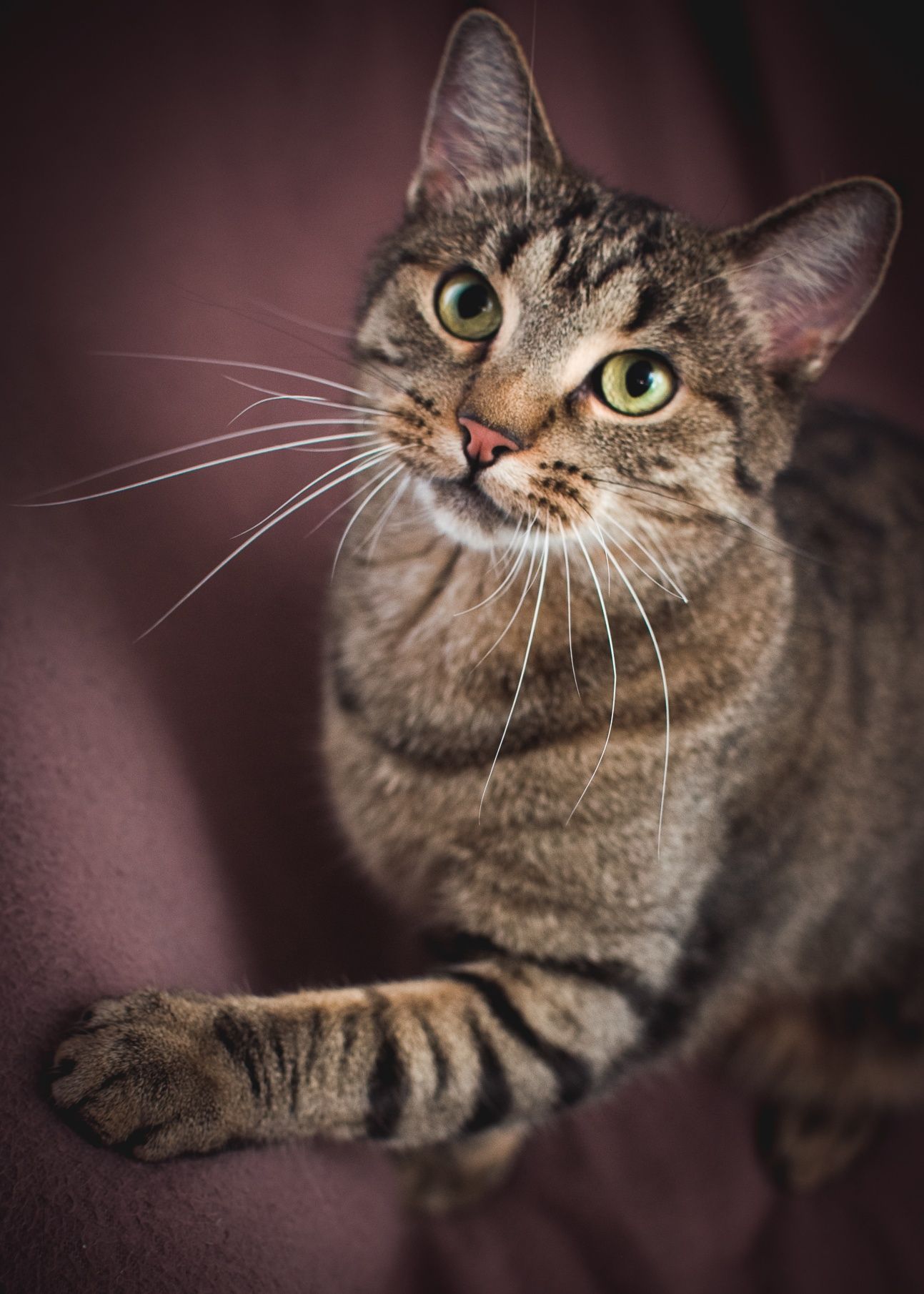 Mimi - kotka do adopcji