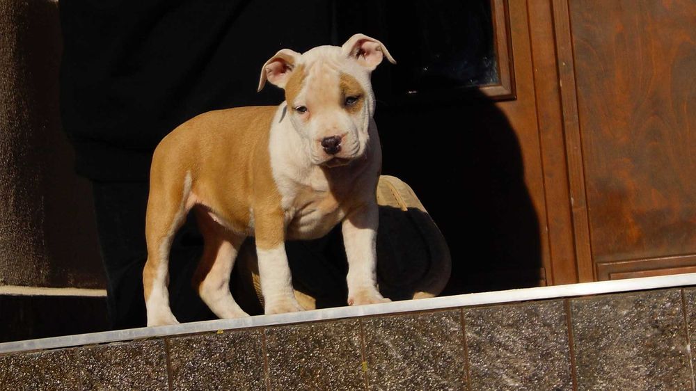 Lilka, malowana lala, cudna suczka Amstaff z rodowodem,  do rezerwacji