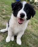 Border Collie piękna suczka czarno biała z rodowodem 3 pokoleniowym.