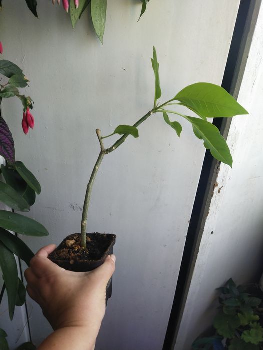 Соландра крупноцветковая