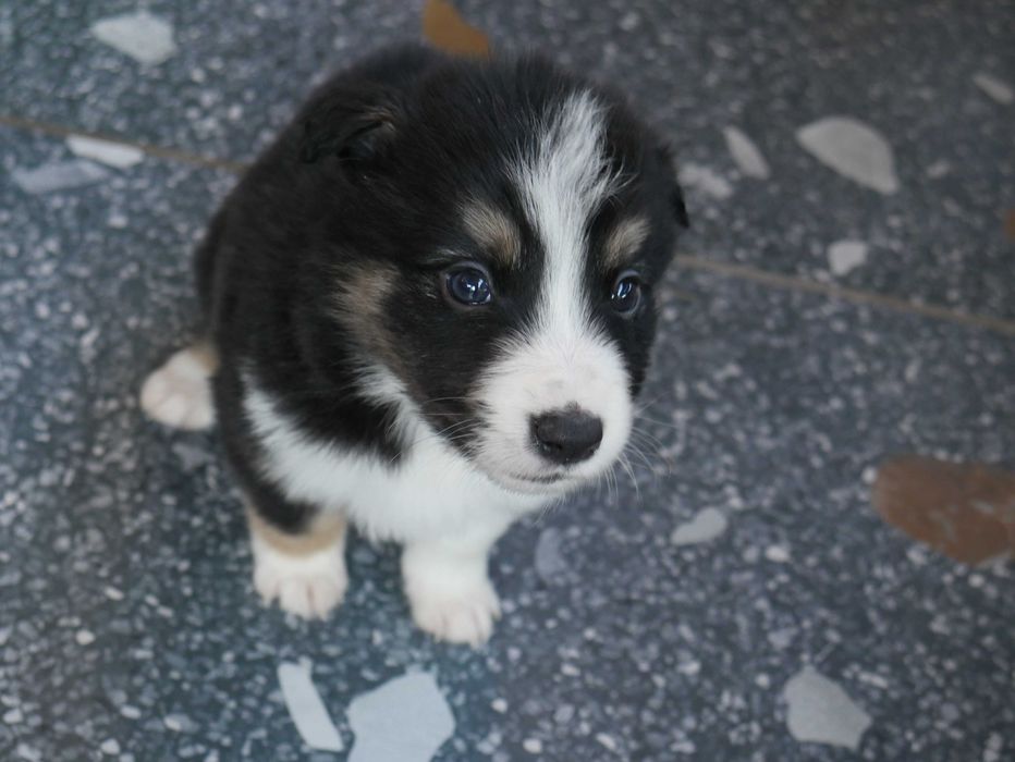 Border Collie chłopak