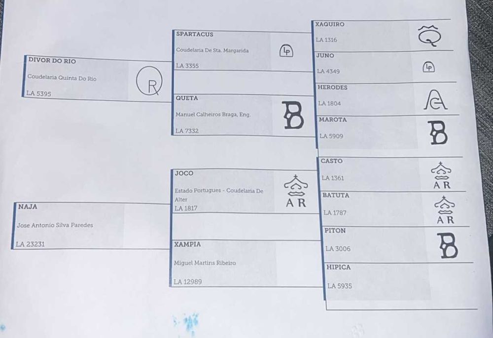 Poldra Lusitana excelente Pedigree