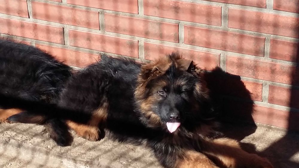 owczarek niemiecki długowłosy czarny podpalany rodowodowy