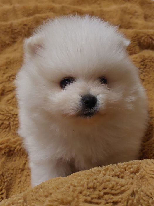 Lulu da pomerania spitz alemao
