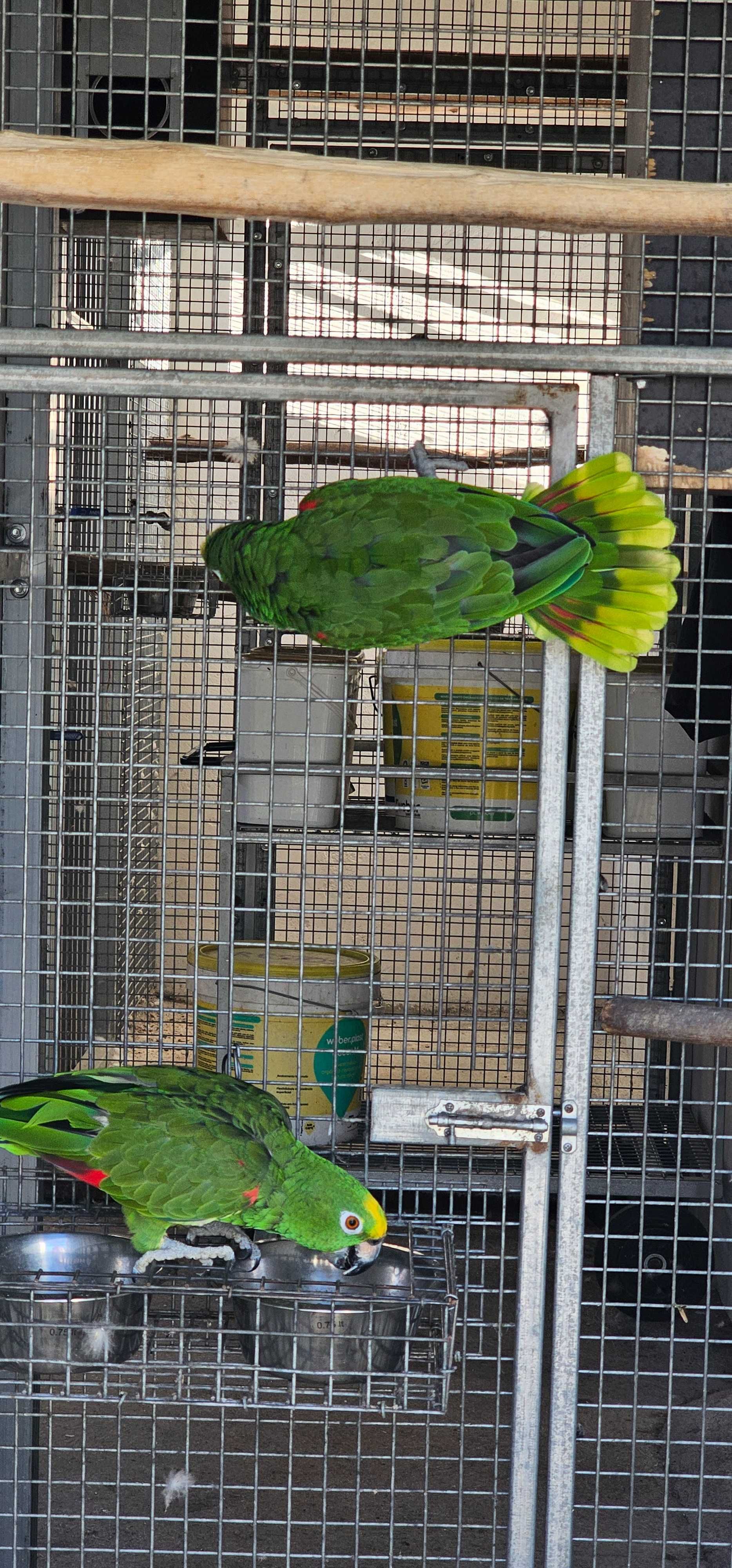 Casal reprodutor amazonas ochrocephala