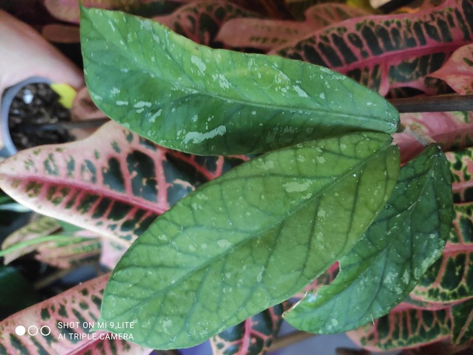 Hoya meredithii sp.kapi mountain rarytas