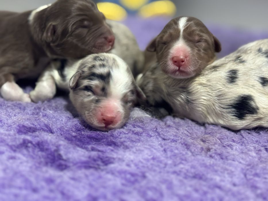 Szczenieta Owczarka Australijskiego -suczka Aussie, odbiór w grudniu