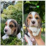 Sprzedam szczenię rasy Beagle