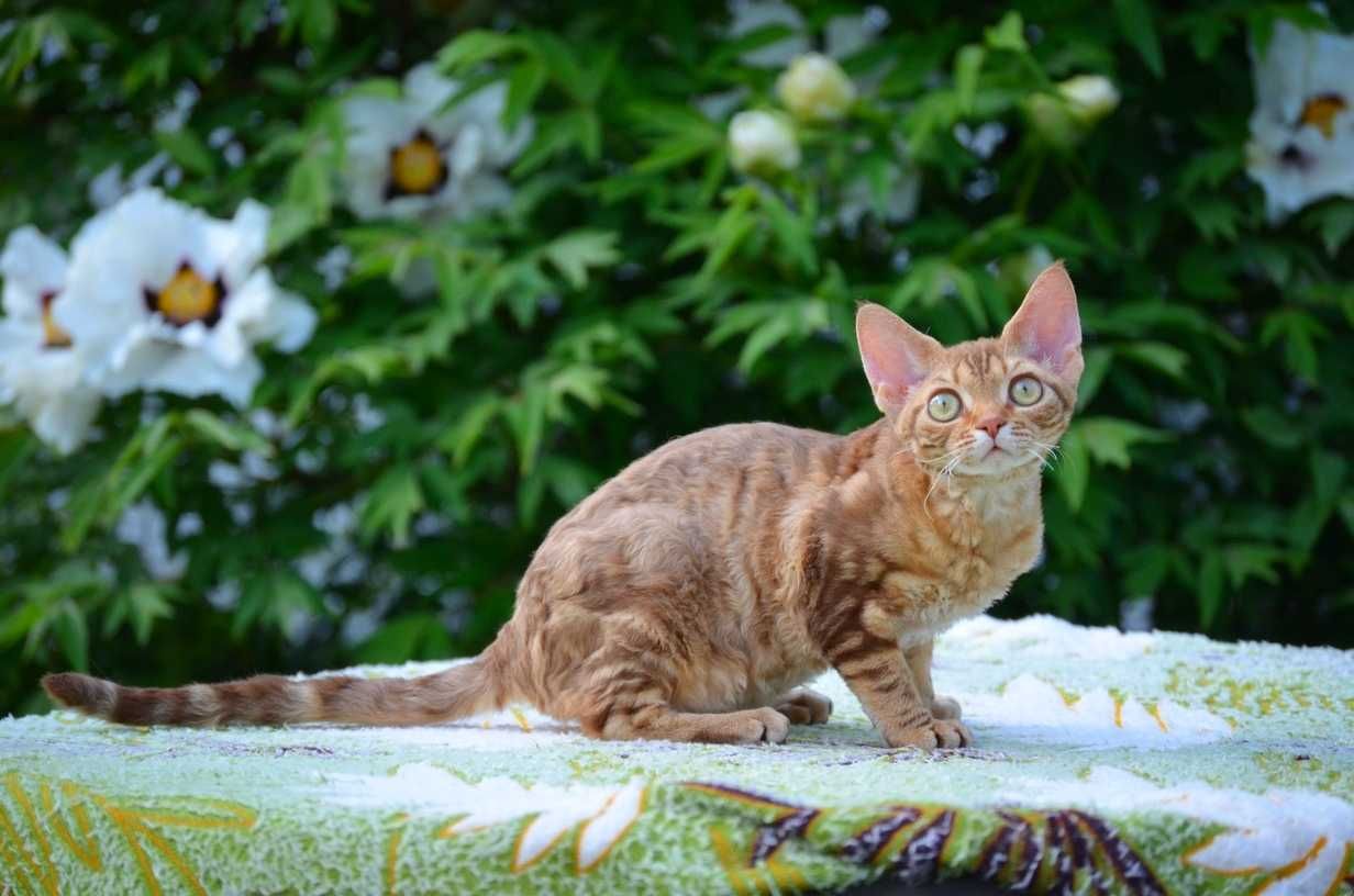 Кучерява красуня девон рекс, кольору кориці, 4,5 міс