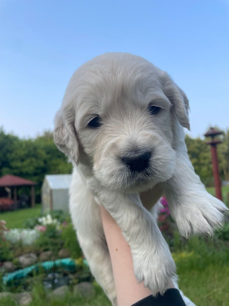 Szczeniak Golden Retriver