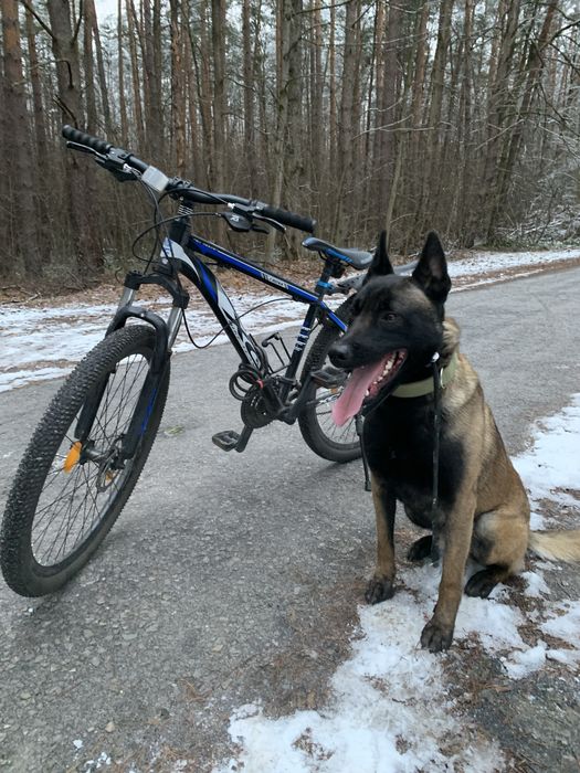 Кобель малінуа ( бельгійська вівчарка) для вязки