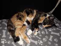 Oddam kociaka kotka trikolor tricolor 10 miesięcy kociaki mała młoda