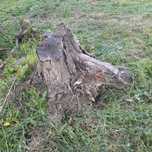 Oddam karpy z drewna jesoinowego