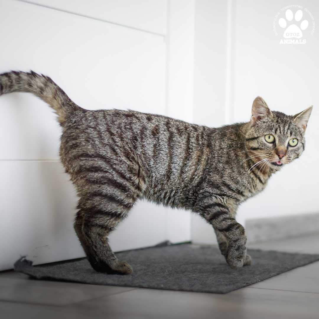 Kochany Dropsik szuka domu - kocurek do adopcji