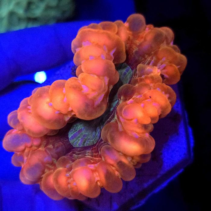 Cynarina Ultra Red WYSIWYG #3