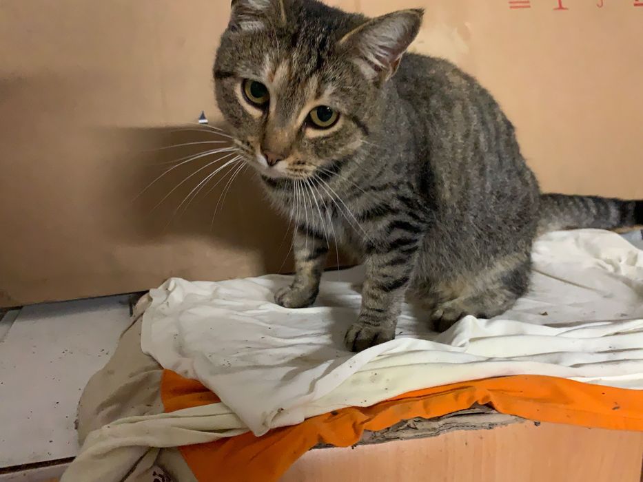 URGENTE Gata para adopção responsável