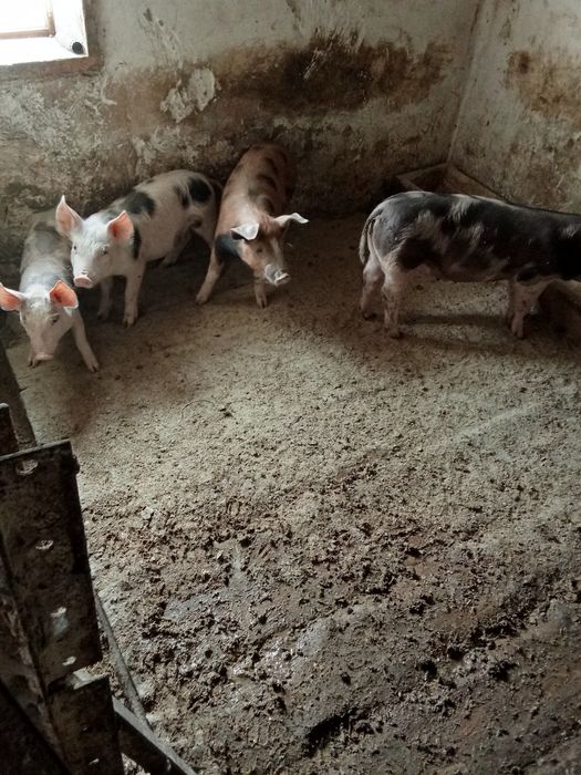 Продам поросята у