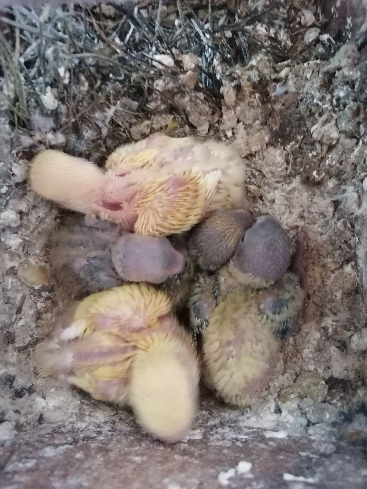 Agapornis e Caturras para domesticar