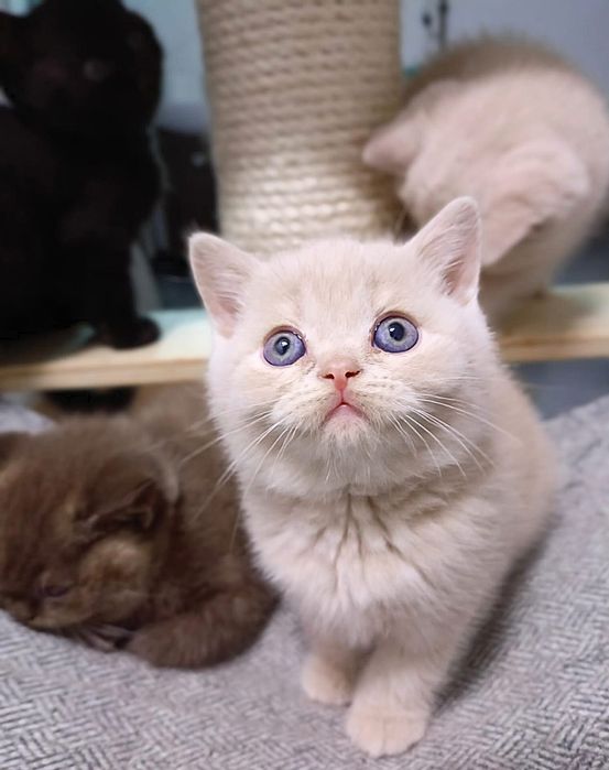 Kot Brytyjski  KREMOWY chłopczyk Rodowód PZF//WCF