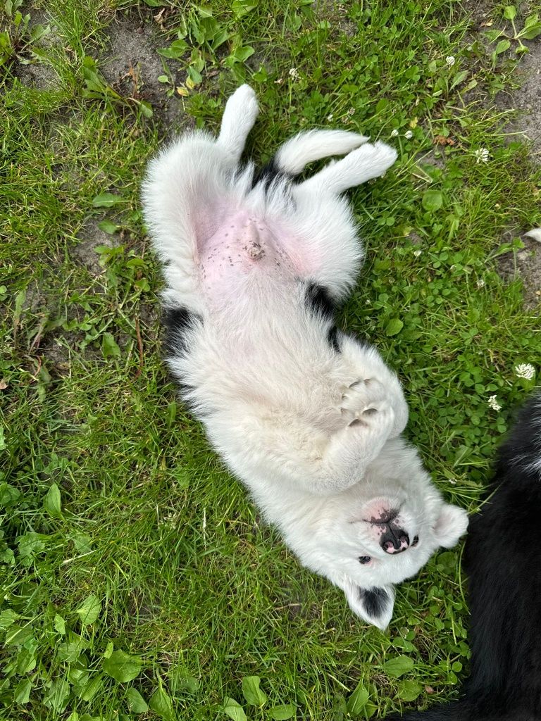 Border collie wyjątkowy