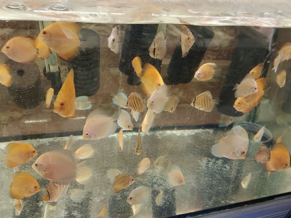 MISIEKZOO Dyskowce - Paletki /Rozmiar 6-6,5 cm tylko 45 zł