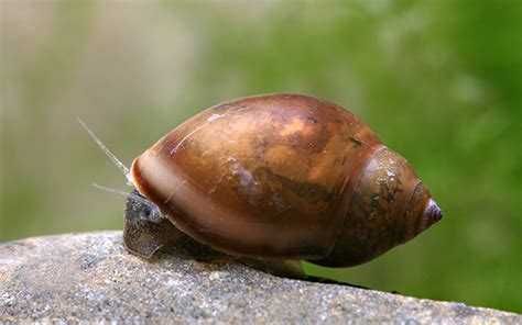 Caracóis - Planorbis ou physas limpadores de algas e detritos