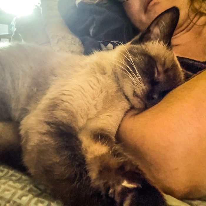 Gatinho para adoçao