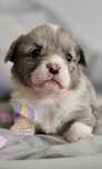 Lilou & Laure**Welsh Corgi Cardigan **Sunia Merle **Do Rezerwacji
