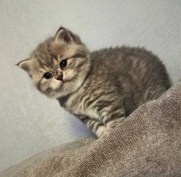 Kotka brytyjska zdrowa, wesoła, śliczna i z autentycznym rodowodem PZF