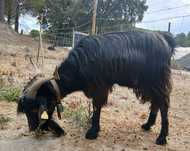 Bode da Raça Serrana ecótipo da Serra